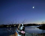 nightLeo